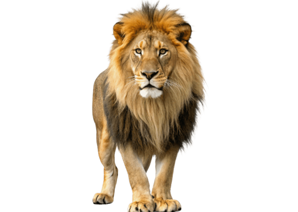 Download Lion Isolated on a Transparent - Spa Collection